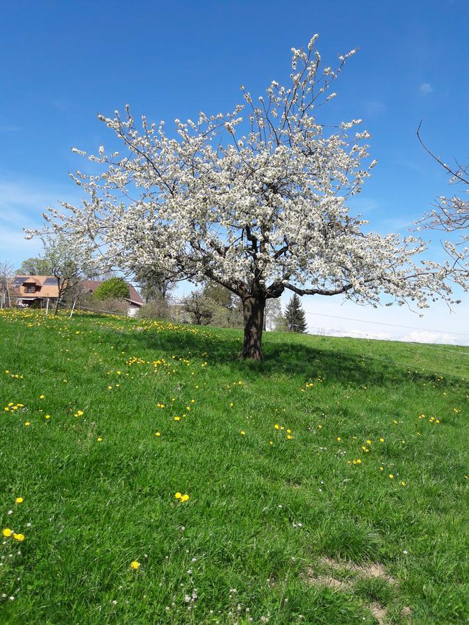 Villa Bühl 3 Affoltern Am Albis Exterior foto